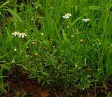 Image of Felicia clavipilosa subsp. clavipilosa