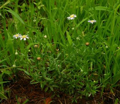 Imagem de Felicia clavipilosa subsp. clavipilosa