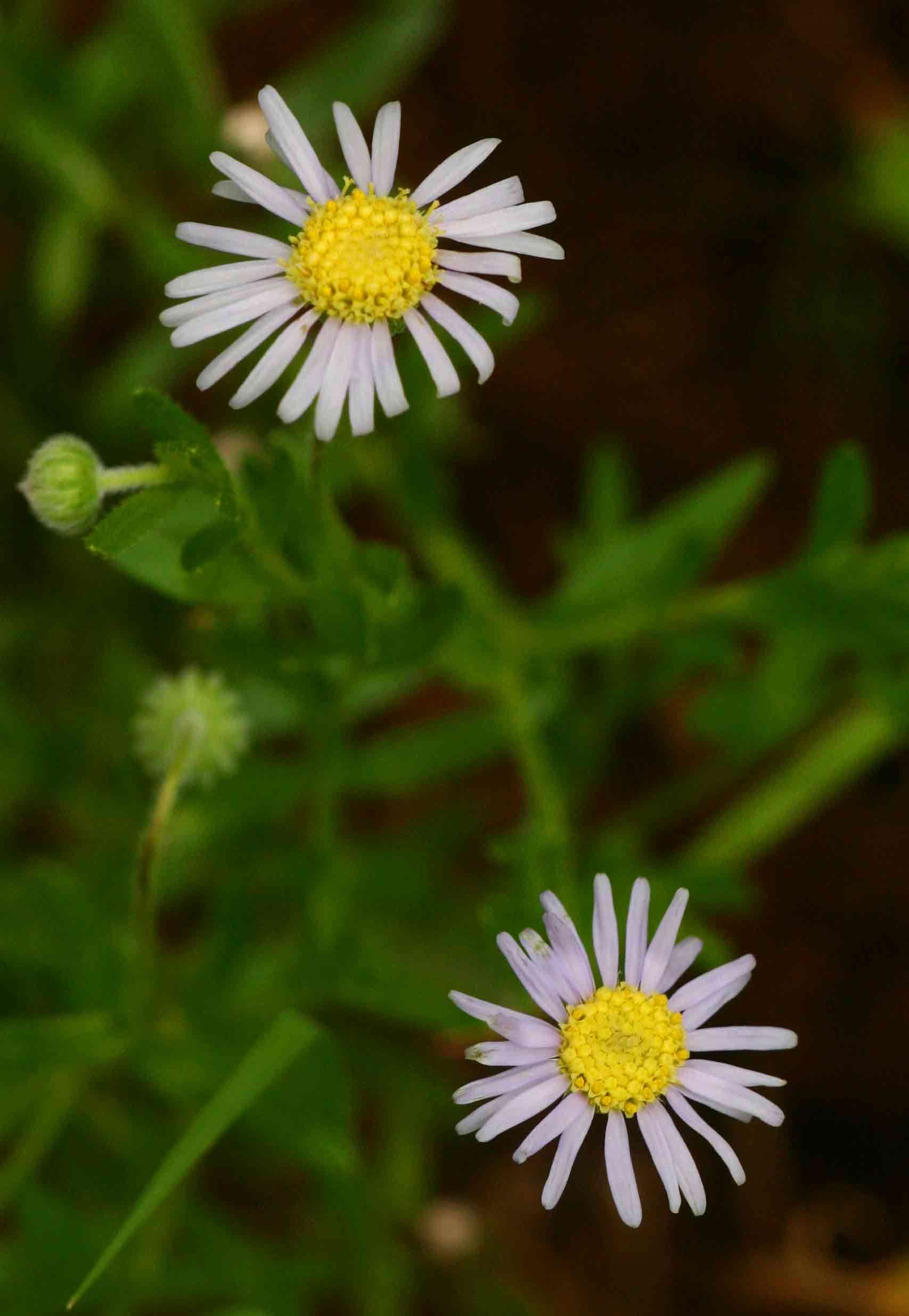 Image of Felicia clavipilosa subsp. clavipilosa