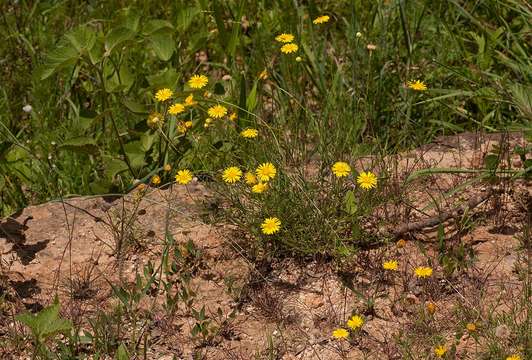 Image of Yellow felicia