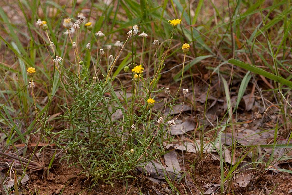 Felicia mossamedensis (Hiern) Mendonca resmi