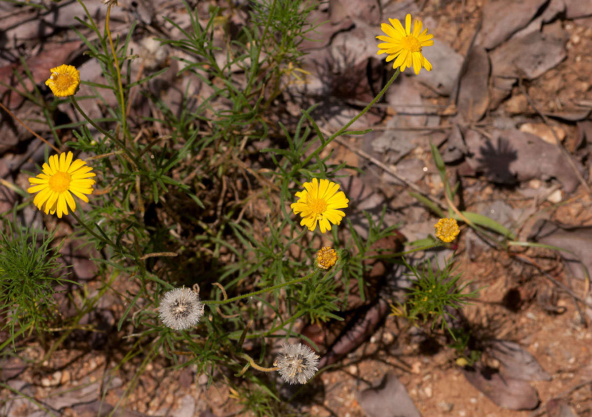 Felicia mossamedensis (Hiern) Mendonca resmi