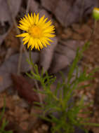 Felicia mossamedensis (Hiern) Mendonca resmi