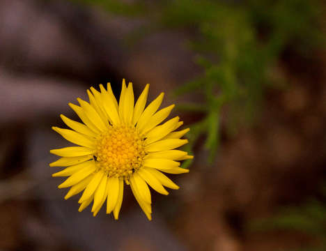 Image of Yellow felicia