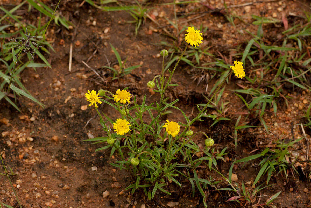 Felicia mossamedensis (Hiern) Mendonca resmi