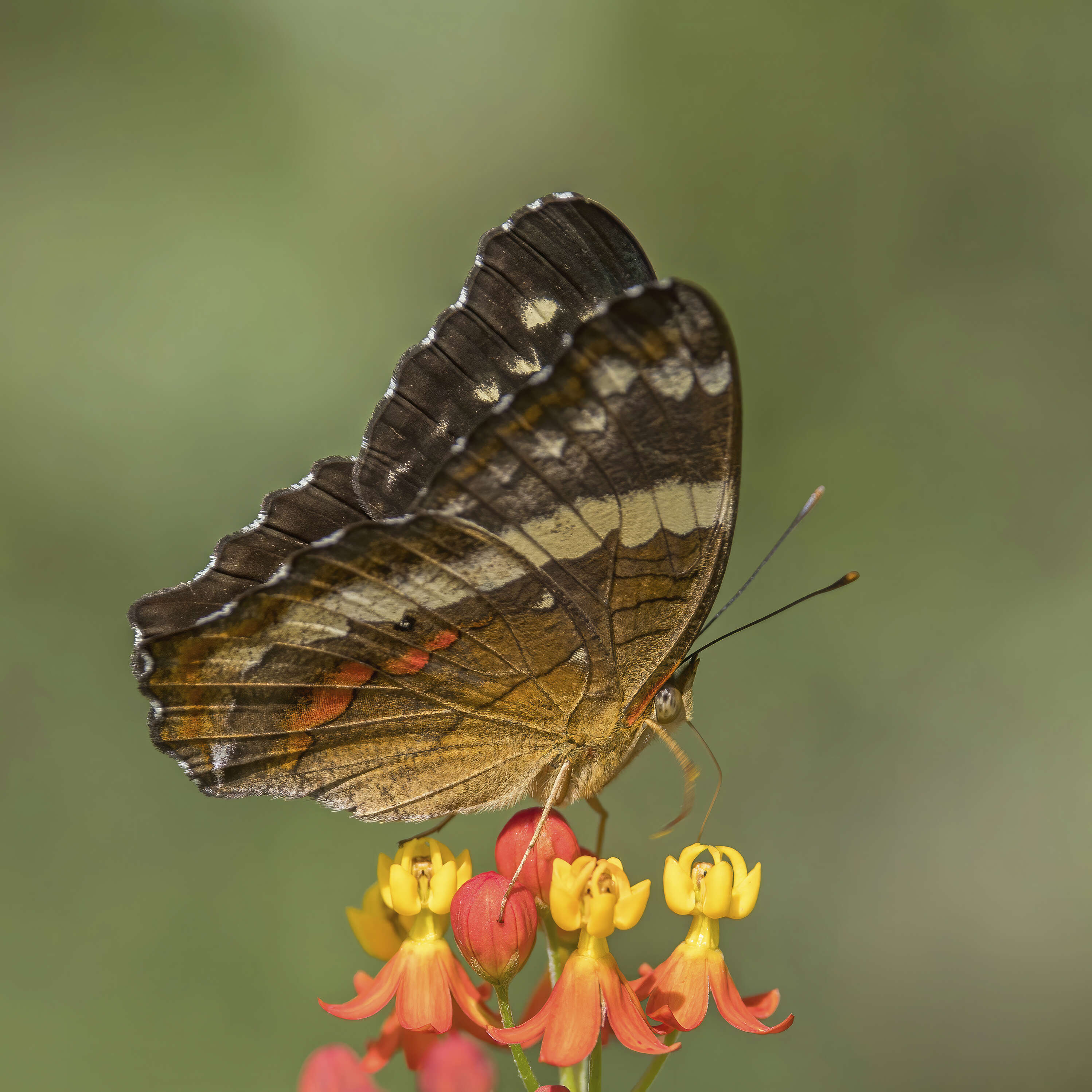 Image of Banded Peacock