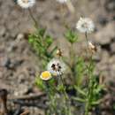 Image of Felicia muricata subsp. muricata