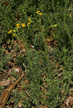 Image de Nidorella resedifolia DC.