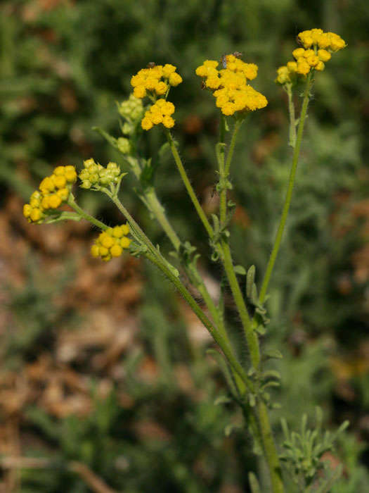 Plancia ëd Nidorella