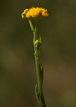 Слика од Nidorella resedifolia DC.