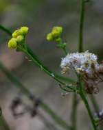 صورة Nidorella microcephala Steetz