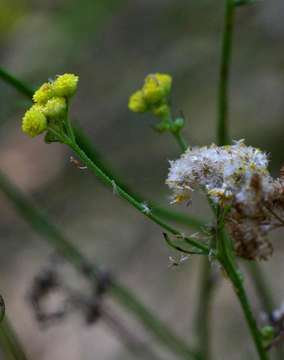 Image of Nidorella microcephala Steetz