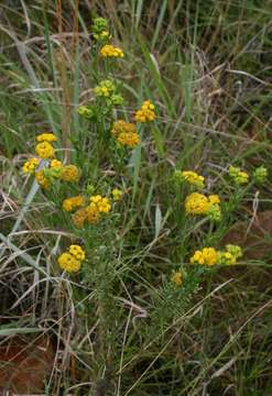 Nidorella resedifolia subsp. serpentinicola Wild的圖片