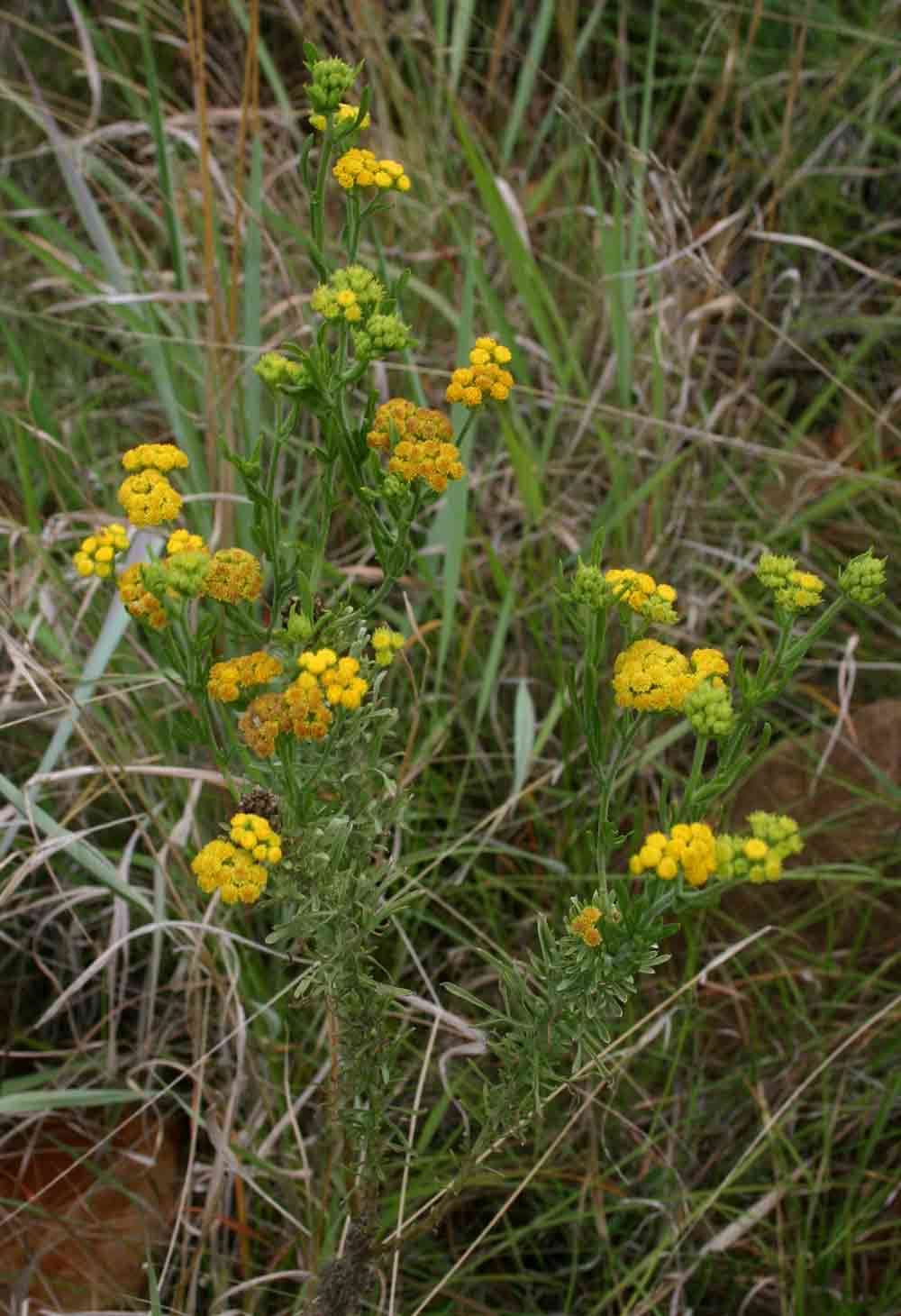 صورة Nidorella resedifolia subsp. serpentinicola Wild