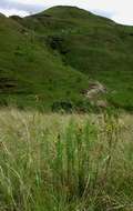 صورة Nidorella resedifolia subsp. serpentinicola Wild