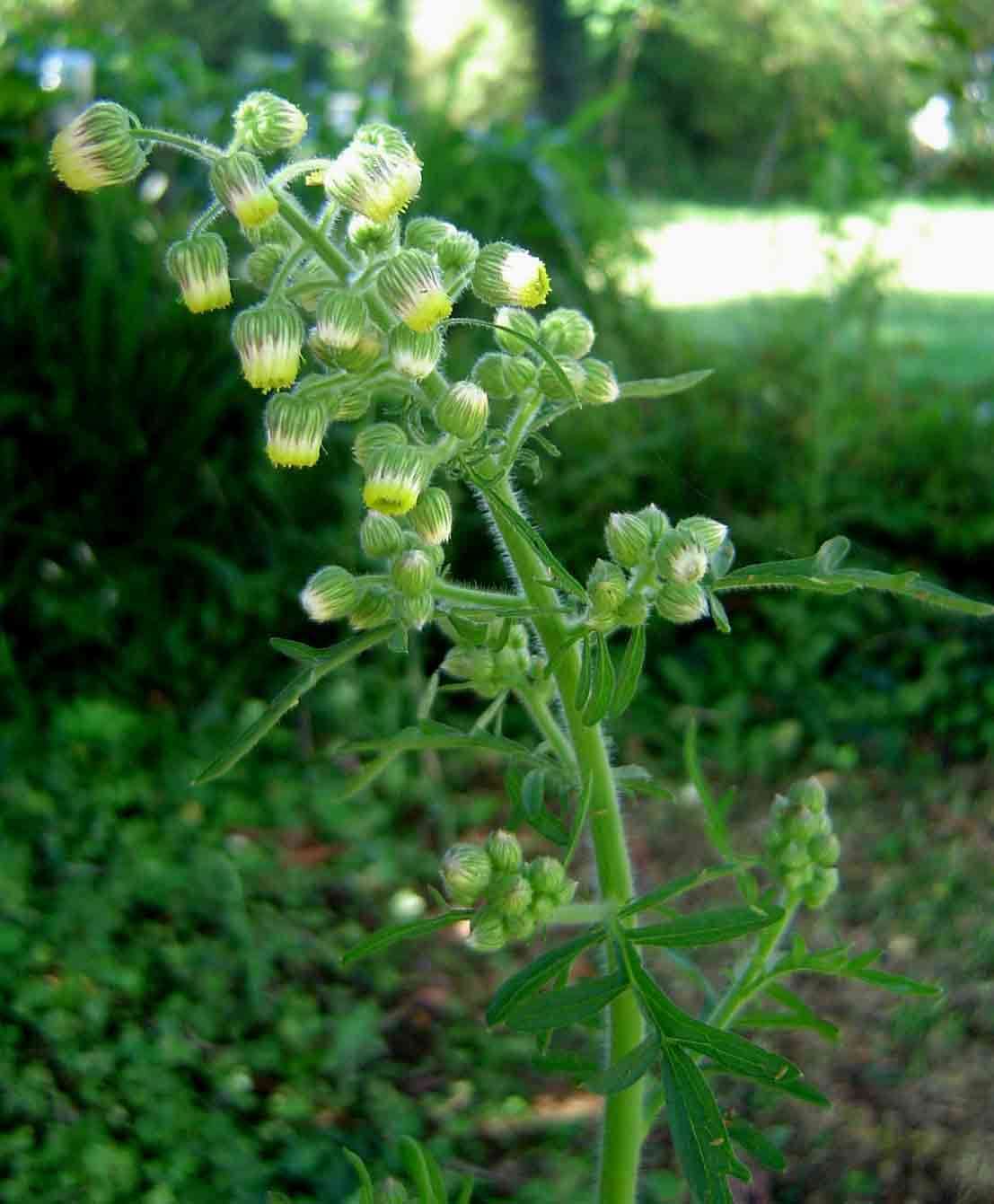 Image of Nidorella aegyptiaca (L.) J. C. Manning & Goldblatt