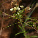Sivun Nidorella aegyptiaca (L.) J. C. Manning & Goldblatt kuva