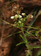 Plancia ëd Nidorella aegyptiaca (L.) J. C. Manning & Goldblatt