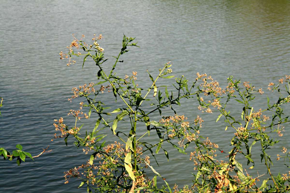 صورة Nidorella attenuata (DC.) J. C. Manning & Goldblatt