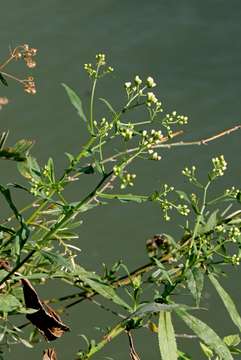 Nidorella attenuata (DC.) J. C. Manning & Goldblatt resmi