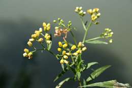 صورة Nidorella attenuata (DC.) J. C. Manning & Goldblatt