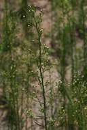 Image of Canadian Horseweed