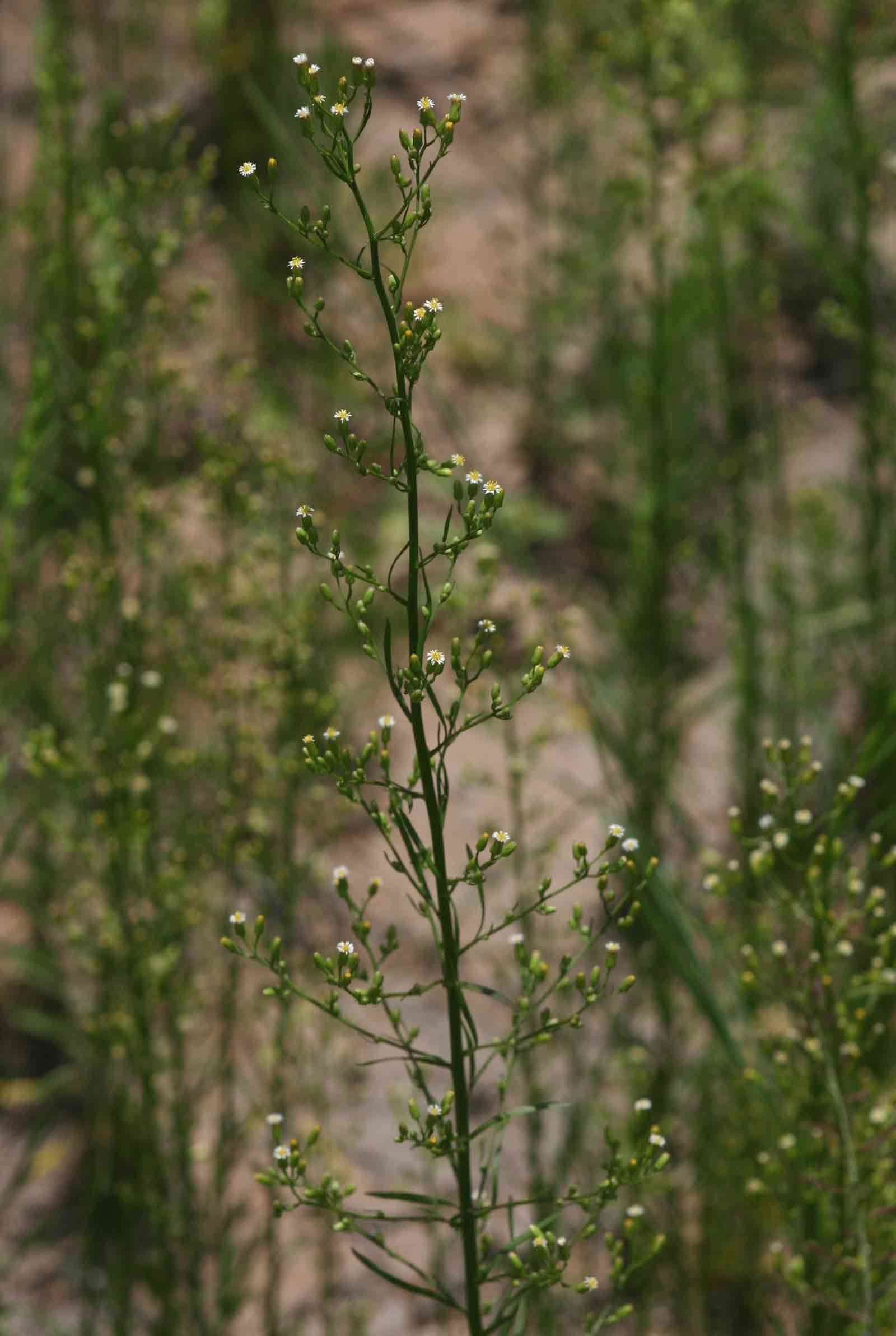 Image of Canadian Horseweed