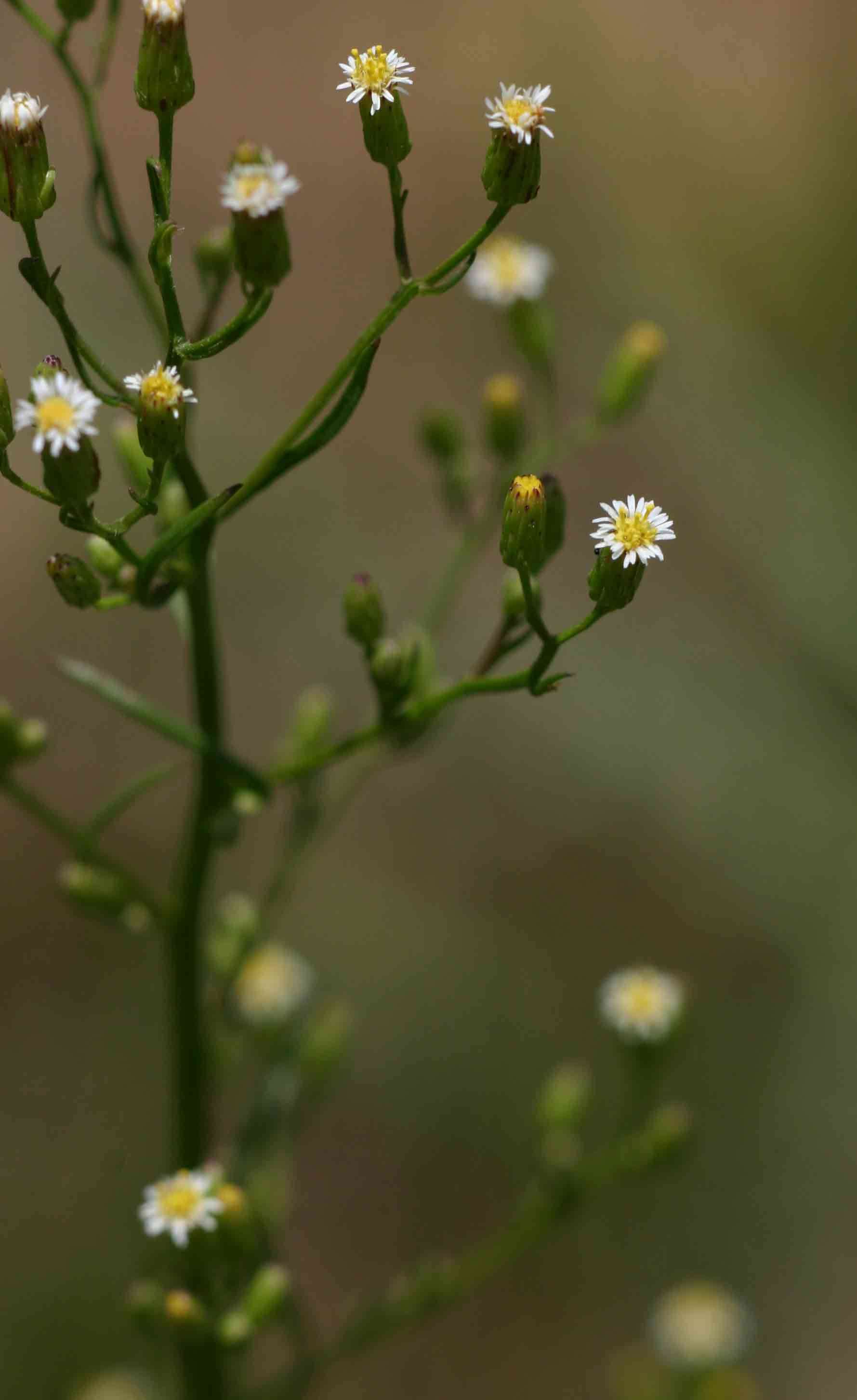 Image of Canadian Horseweed