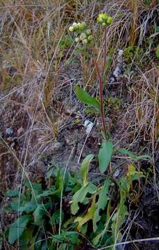 Image of horseweed