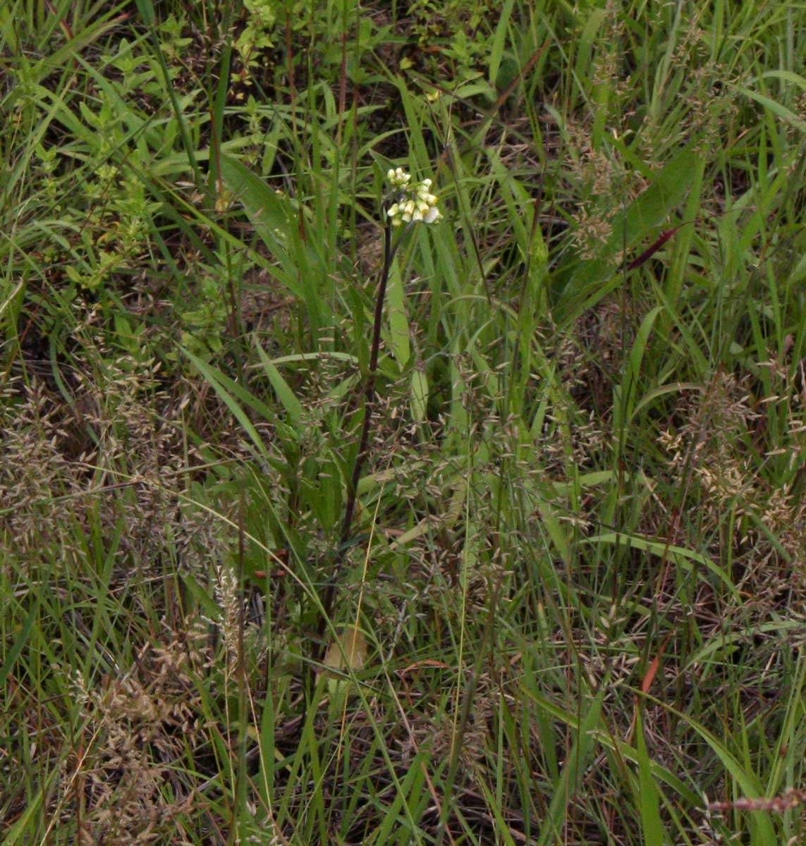 Image of horseweed