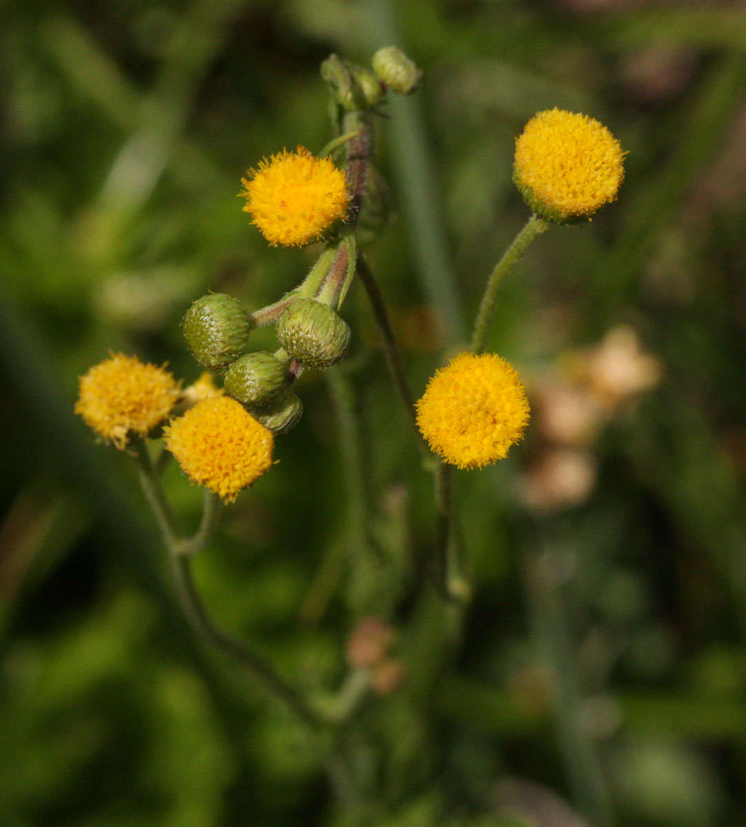 Image of <i>Conyza pinnata</i>