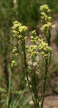 Image of Conyza stricta Willd.