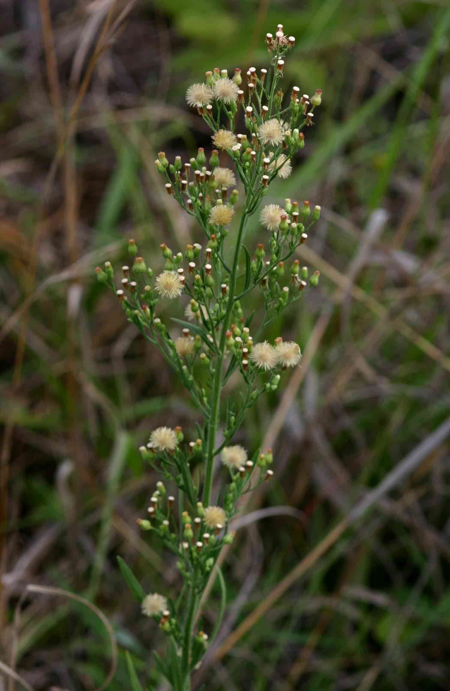 Image of tall fleabane