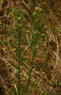 Image of tall fleabane