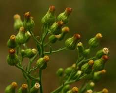 Image of tall fleabane