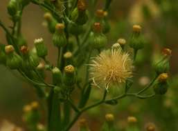 Image of tall fleabane