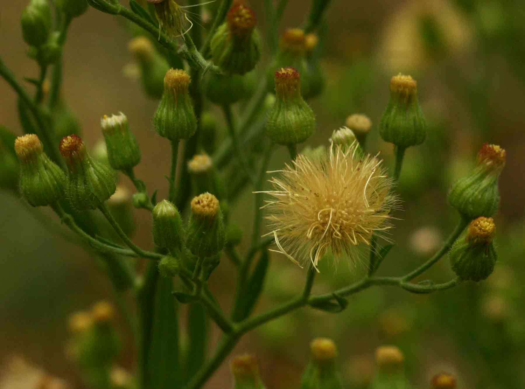 Image of tall fleabane