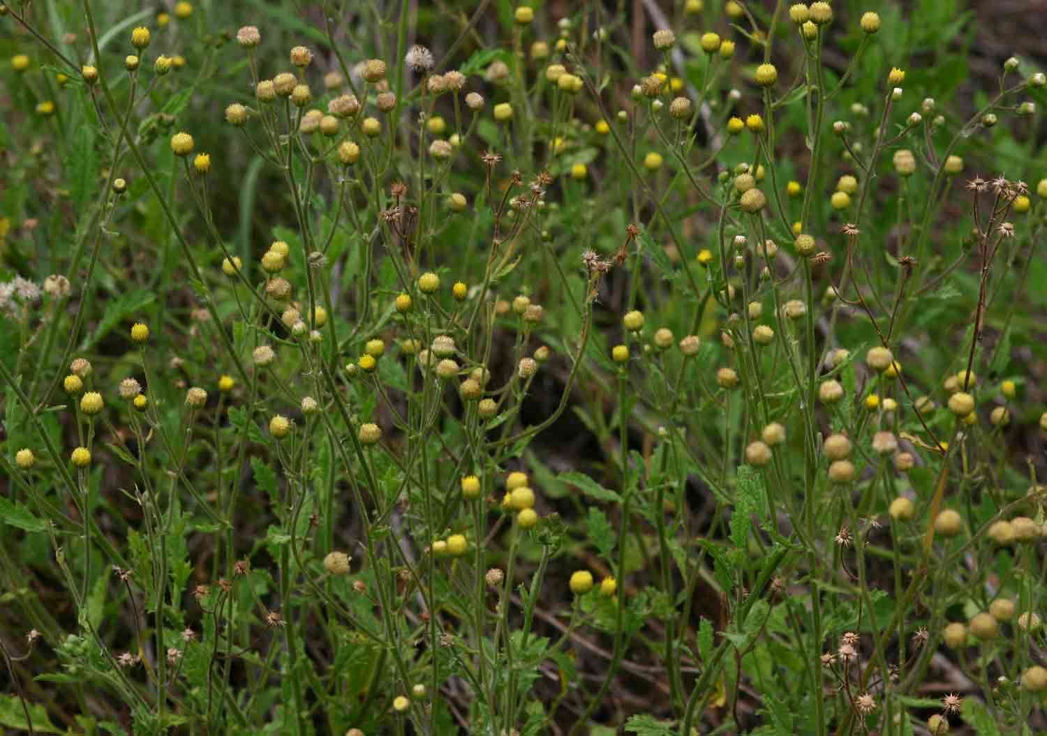 صورة Nidorella ulmifolia (Burm. fil.) J. C. Manning & Goldblatt