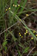 Plancia ëd Nidorella ulmifolia (Burm. fil.) J. C. Manning & Goldblatt