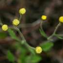Sivun Nidorella ulmifolia (Burm. fil.) J. C. Manning & Goldblatt kuva