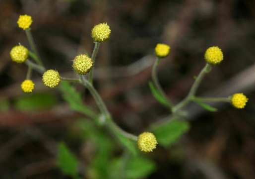 Image of Nidorella ulmifolia (Burm. fil.) J. C. Manning & Goldblatt