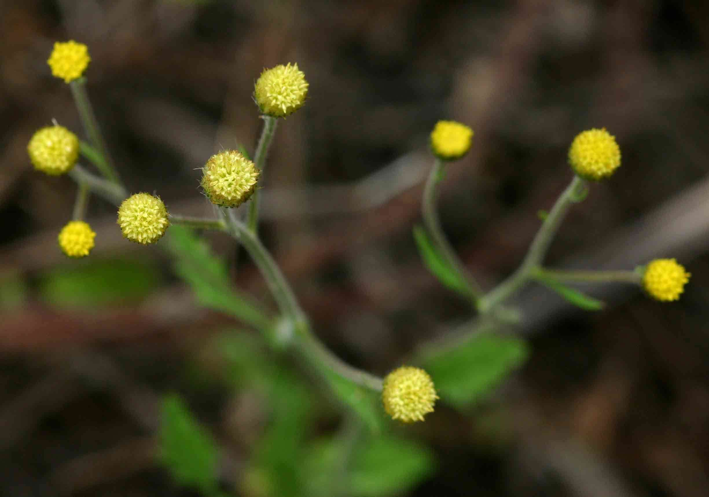 Plancia ëd Nidorella ulmifolia (Burm. fil.) J. C. Manning & Goldblatt