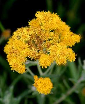 Image of Yellow fleabane