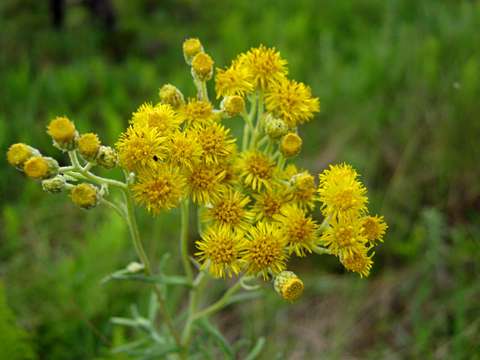 Image of Yellow fleabane