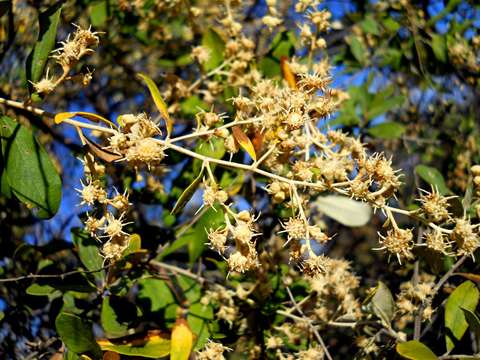 Plancia ëd Tarchonanthus