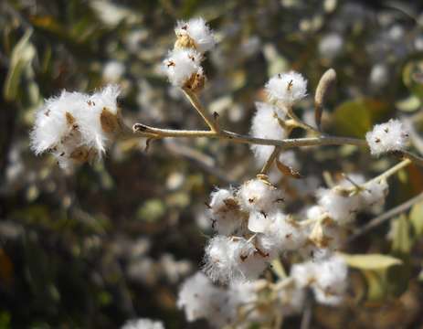 Plancia ëd Tarchonanthus