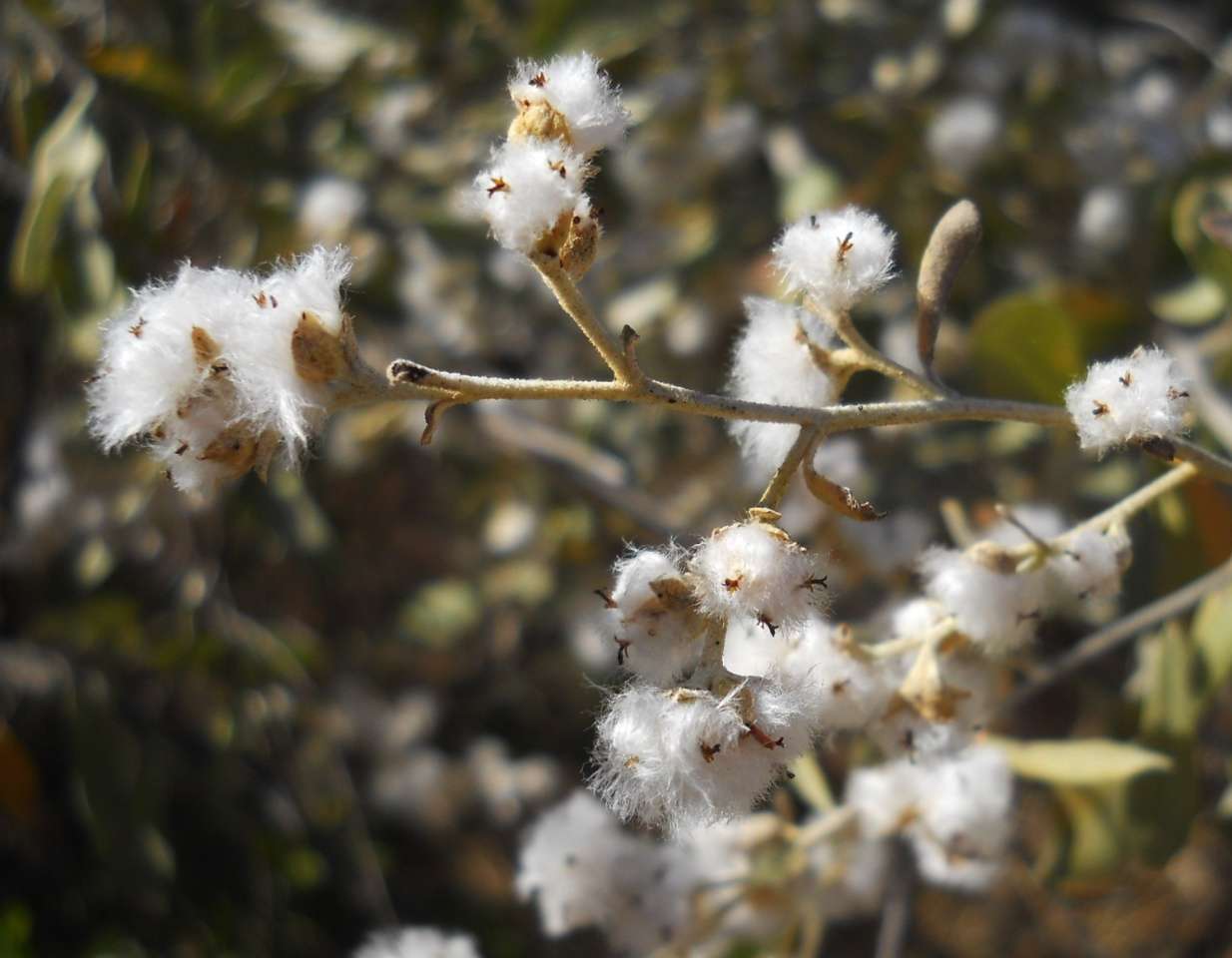 صورة Tarchonanthus