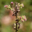 Image of Blumea axillaris (Lam.) DC.