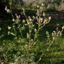 Image of clammy false oxtongue