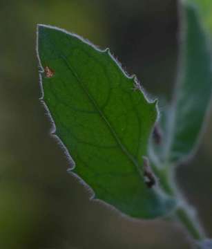 Image of camphorweed